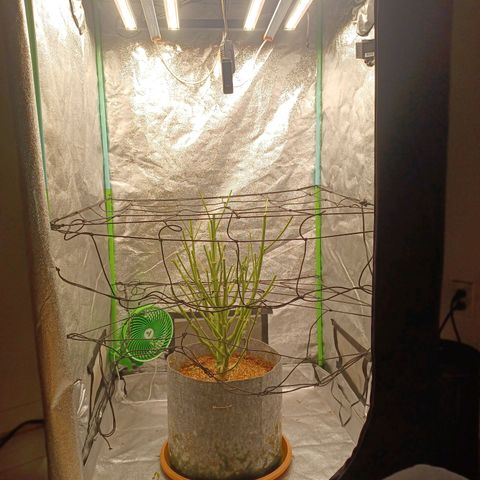 Esmarelda growlog timeline photo