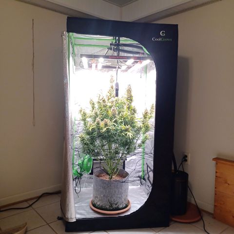 Esmarelda growlog timeline photo
