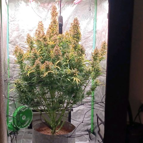 Esmarelda growlog timeline photo