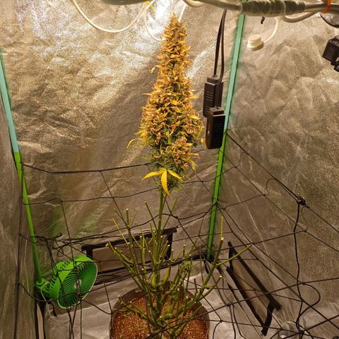 Esmarelda growlog timeline photo