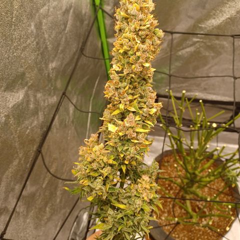 Esmarelda growlog timeline photo