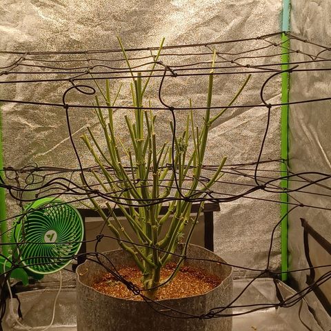 Esmarelda growlog timeline photo