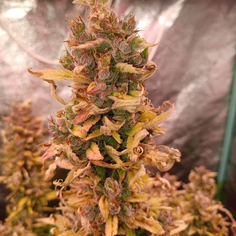 Esmarelda growlog timeline photo
