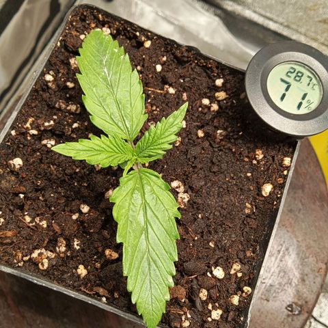 Special queen growlog timeline photo