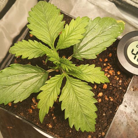 Special queen growlog timeline photo