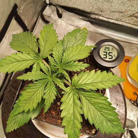 Special queen growlog timeline photo