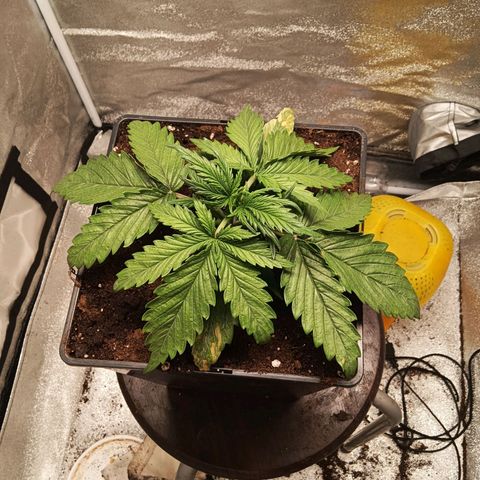 Special queen growlog timeline photo