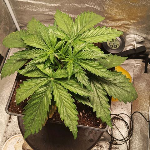 Special queen growlog timeline photo