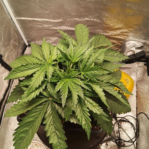 Special queen growlog timeline photo