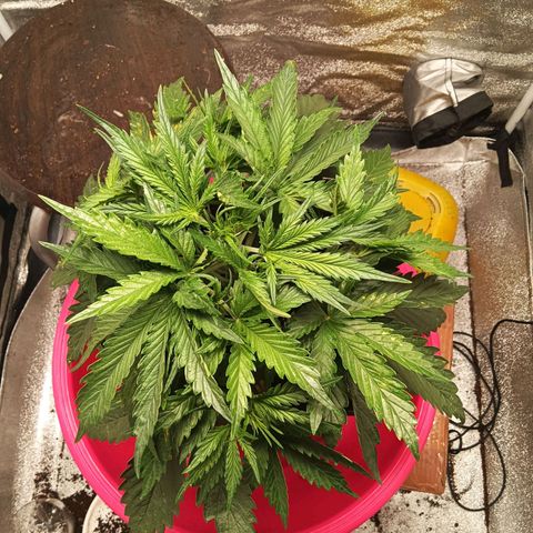 Special queen growlog timeline photo