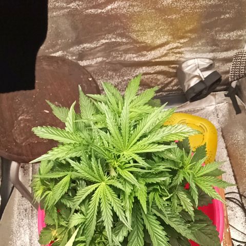 Special queen growlog timeline photo