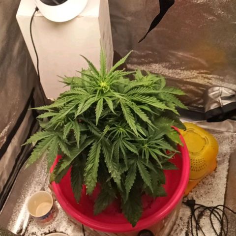 Special queen growlog timeline photo