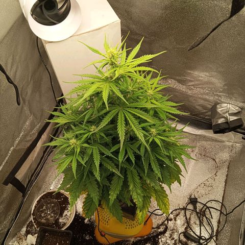 Special queen growlog timeline photo