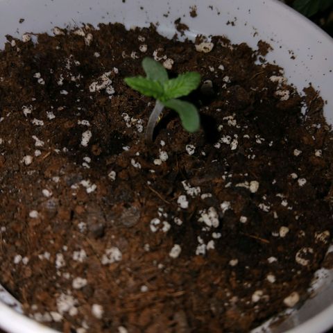 Gorilla Candy Auto growlog photo: She's growing fast, but she is an Autoflower ig. Water tomorrow 