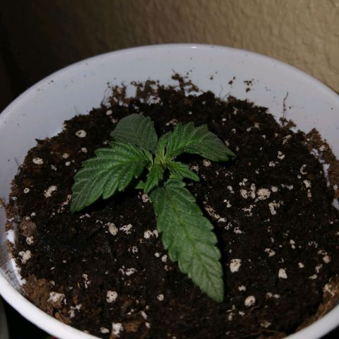 Lemon Cherry Gelato growlog photo: Im not sure why shes drooping so much. Im gonna get crystal geyser water for her so the ph is perfect. I think it might be like .8 too high