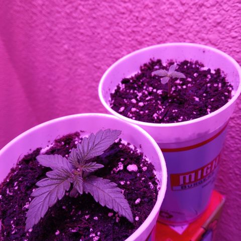 Gorilla Candy Auto growlog photo: 5:00 somewhere