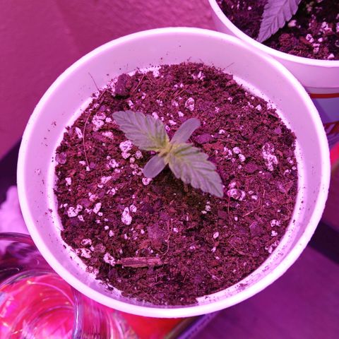 Gorilla Candy Auto growlog timeline photo