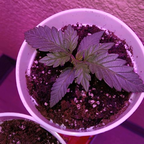 Lemon Cherry Gelato growlog timeline photo