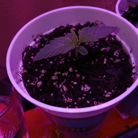 Gorilla Candy Auto growlog timeline photo