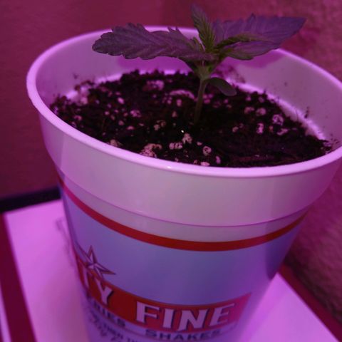 Gorilla Candy Auto growlog timeline photo