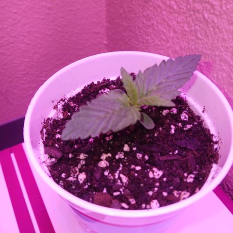Gorilla Candy Auto growlog photo: Day one of putting the light 24 inches away.