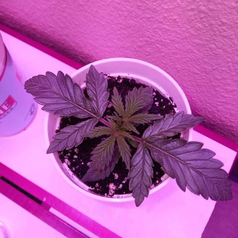 Lemon Cherry Gelato growlog photo: Day one of putting the light at 24 inches away, and shes pushed out these leaves today, and untwisted alot so I think the light was def the issue. Im gonna get exactly 6.0 ph water soon, vc smart water is ok, but not great 