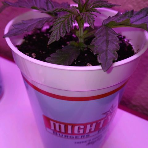 Lemon Cherry Gelato growlog photo: Day one of putting the light at 24 inches away, and shes pushed out these leaves today, and untwisted alot so I think the light was def the issue. Im gonna get exactly 6.0 ph water soon, vc smart water is ok, but not great 