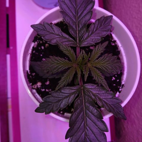 Lemon Cherry Gelato growlog timeline photo