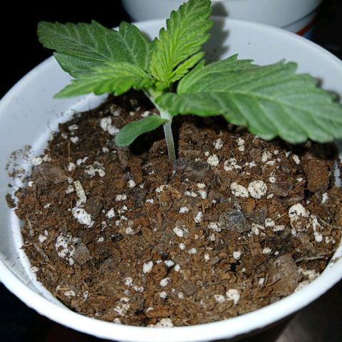 Gorilla Candy Auto growlog timeline photo