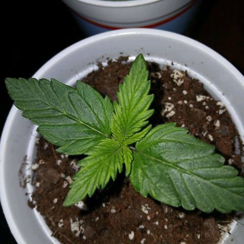 Gorilla Candy Auto growlog timeline photo