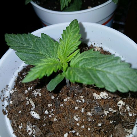 Gorilla Candy Auto growlog timeline photo