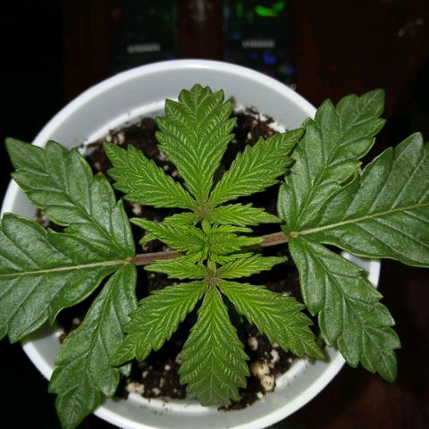 Lemon Cherry Gelato growlog timeline photo