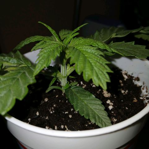 Lemon Cherry Gelato growlog timeline photo