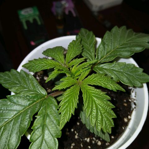 Lemon Cherry Gelato growlog timeline photo