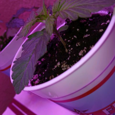Gorilla Candy Auto growlog photo: 12:00