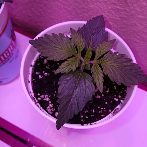 Gorilla Candy Auto growlog photo: 12:00