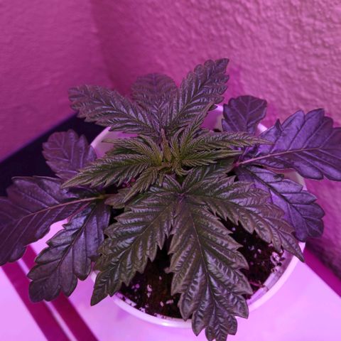 Lemon Cherry Gelato growlog photo: 12:00