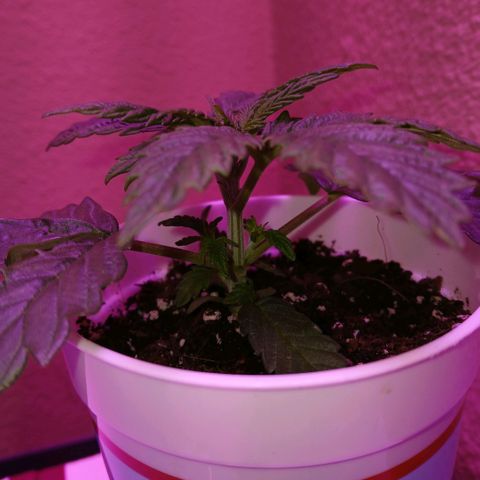 Lemon Cherry Gelato growlog photo: 12:00