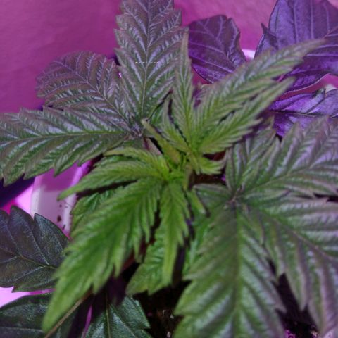 Lemon Cherry Gelato growlog photo: 12:00