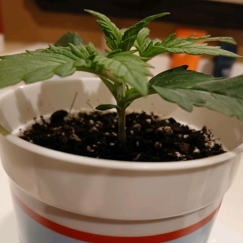 Gorilla Candy Auto growlog timeline photo