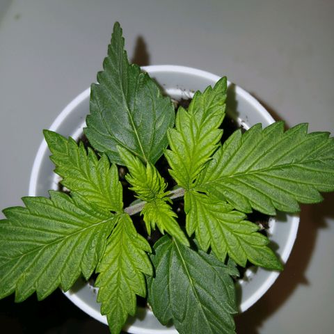 Gorilla Candy Auto growlog timeline photo