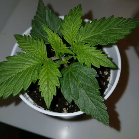 Gorilla Candy Auto growlog timeline photo