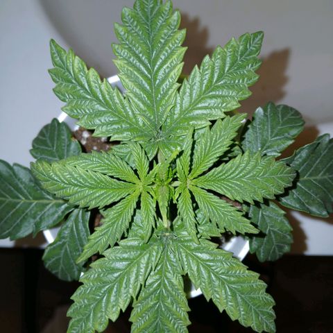 Lemon Cherry Gelato growlog timeline photo