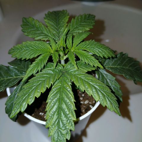 Lemon Cherry Gelato growlog timeline photo