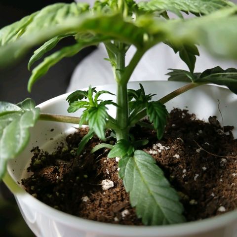 Lemon Cherry Gelato growlog timeline photo