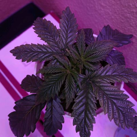 Lemon Cherry Gelato growlog timeline photo