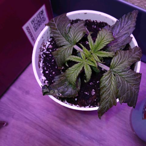 Gorilla Candy Auto growlog timeline photo