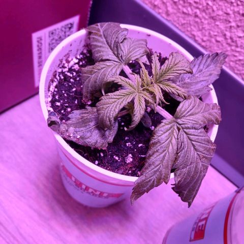 Gorilla Candy Auto growlog timeline photo