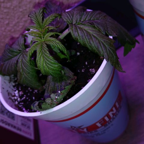 Gorilla Candy Auto growlog timeline photo