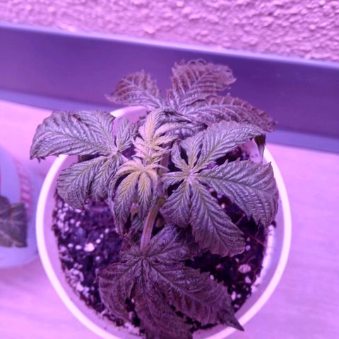 Lemon Cherry Gelato growlog timeline photo